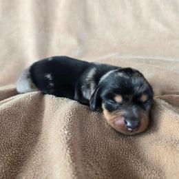 Mary - Dapple female Dachshund puppy in Signal Mountain, Tennessee from Hot Diggity Doxens