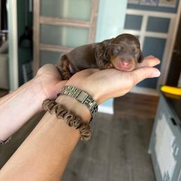 Glory - Chocolate and tan female Dachshund puppy in Tampa, Florida from Crosbys Doxies