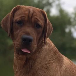 Labrador Retrievers from Echoing Pines Labradors
