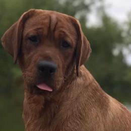 Labrador Retrievers from Echoing Pines Labradors