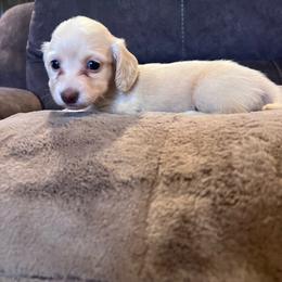 Girl 1 - Cream female Dachshund puppy in Caldwell, Idaho from Low Rider Ridge Mini Doxies