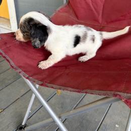 Razor - Dapple male Dachshund puppy in Conroe, Texas from Dots Dachshunds