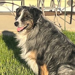 Dakota - Australian Shepherd