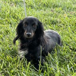 Tootsie - Dachshund