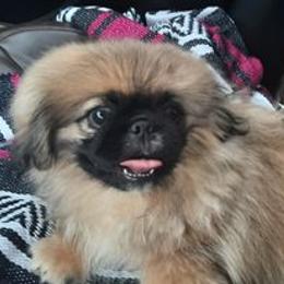Pekingese and Pomeranian Puppies from Purple Diamonds Kennel