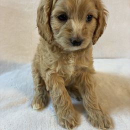 Rachel - Buff and white female Cockapoo puppy in Adrian, Oregon from ApplebyFarm