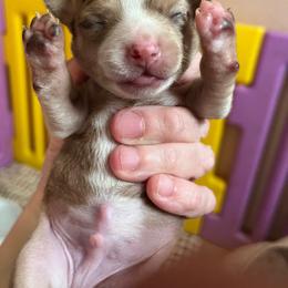 Boy 2 - Chocolate and white male Chihuahua puppy in Matensdale, Iowa from Tammy's Chihuahuas