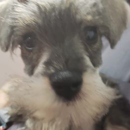 Miniature Schnauzers from Perfekt Schnauzers