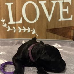Paradise - Black female Giant Schnauzer puppy in Houston, Texas from Elevated Pearl Giants