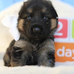 German Shepherd Puppies from Broward Shepherds