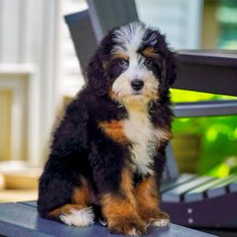 Trek - Tri-color male Bernedoodle puppy in Dundee, Ohio from Down Home Doodle