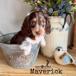 Maverick - AKC - Chocolate and tan male Dachshund puppy in Kemp, Texas from Koli Acres