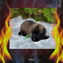 Inferno - Fawn sable male Belgian Malinois puppy in Chino, California from BlueStone K9