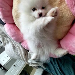 Pomeranian Puppies from Hemolele Poms