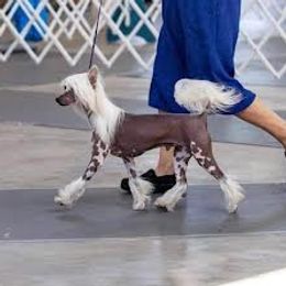 So - Chinese Crested