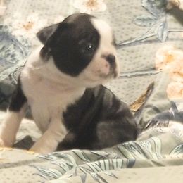 Boston Terrier Puppies from Lotus Life Puppies