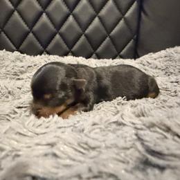 Boy 2 - Black and tan male Yorkshire Terrier puppy in Carencro, Louisiana from Ledet’s Yorkies
