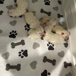 Brown tail - White male West Highland White Terrier puppy in Loxley, Alabama from Dixieland Westies