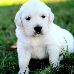 Golden Retriever Puppies from Golden Bunns Retrievers