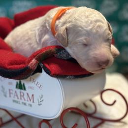 Boy 1 - male Goldendoodle puppy in Westminster, South Carolina from Goldendoodlepuppiessc