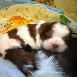 Daniel - Red and white male Shih Tzu puppy in Glens Falls, New York from Shih Tzus N Giggles