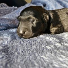 Black - Black female Belgian Sheepdog puppy in Virginia Beach, Virginia from Sea Major Belgians