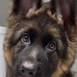 German Shepherd Puppies from Brooks High Quality Breeders