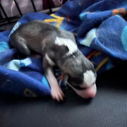 Loki - Gray and white Siberian Husky puppy in East Wareham, Massachusetts from New England Huskies
