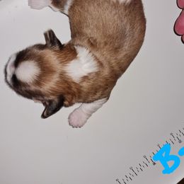 Boy 1 - Tricolor male Shih Tzu puppy in Bethlehem, Pennsylvania from Cinnamon's Shih Tzus