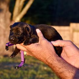 Purple - Sable female German Shepherd puppy in Cherryville, North Carolina from Masky Kennel