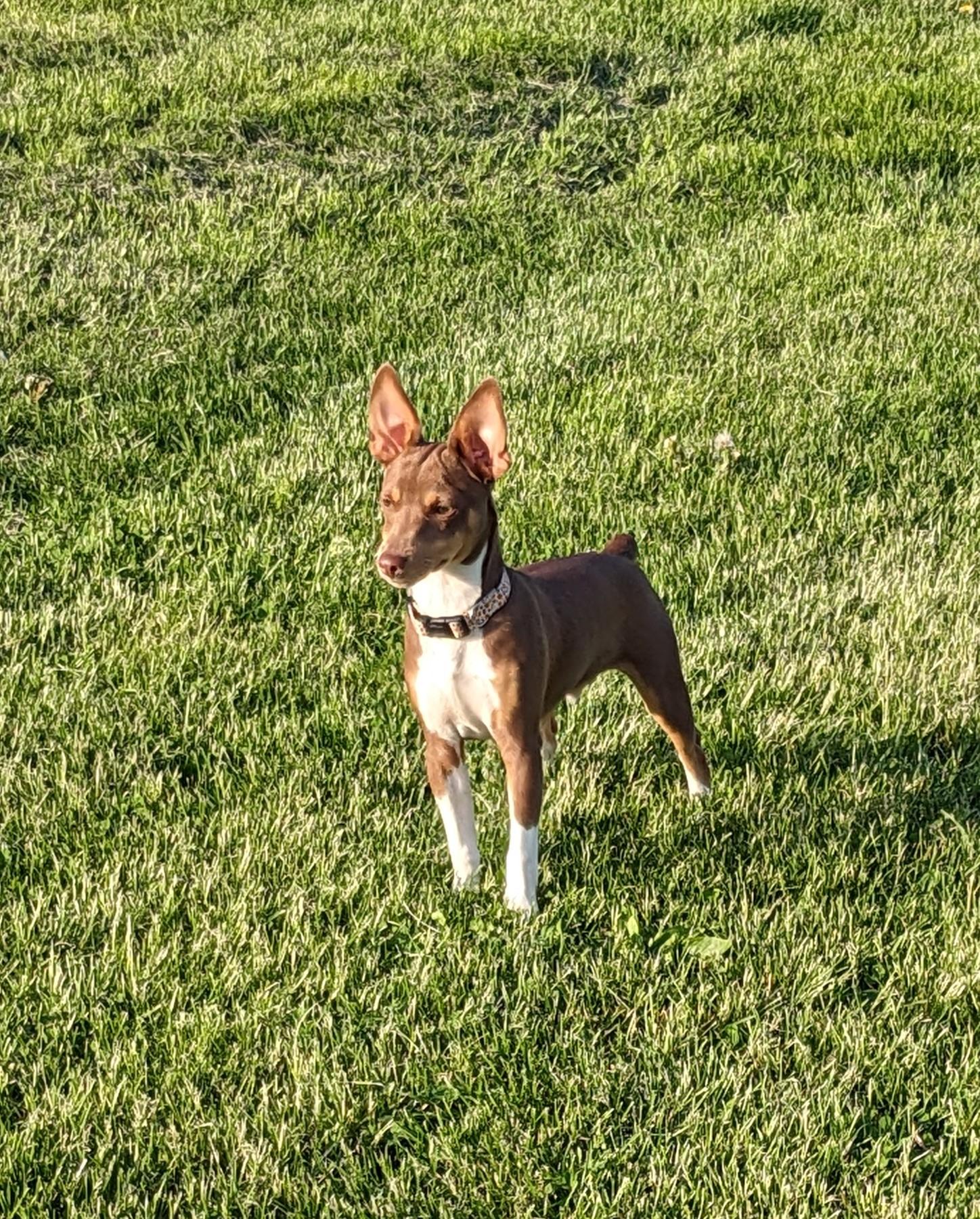Dexter
