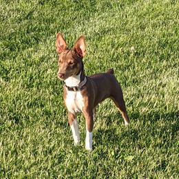 Dexter - Rat Terrier