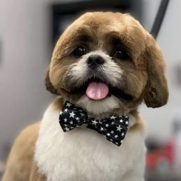 Oscar - Shih Tzu
