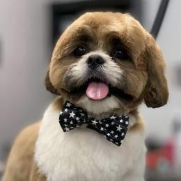 Oscar - Shih Tzu