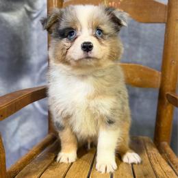 Paden - Blue merle male Miniature American Shepherd puppy in Clinton, Missouri from Mockingbirds American Minis