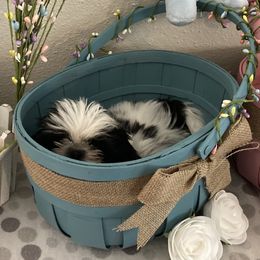 Shih Tzu Puppies from Little Lions West
