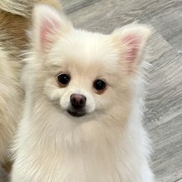 Winnie - Pomeranian
