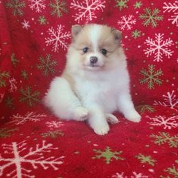 Pomeranian Puppies from Mckee's Pomeranians