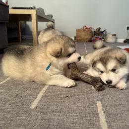 Alaskan Malamute Puppies from Alpenglow Alaskan Malamutes