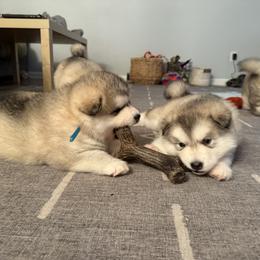 Alaskan Malamute Puppies from Alpenglow Alaskan Malamutes