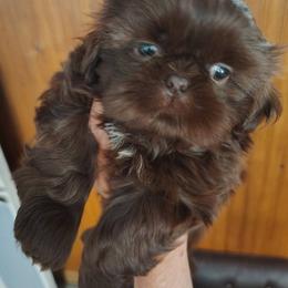 Abbie - now Cleo - Red female Shih Tzu puppy in Palmyra, New York from Karen's Tzus of Palmyra-Macedon