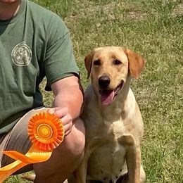 Roxie - Labrador Retriever