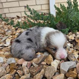 Jenga - Blue merle and white female American Corgi puppy in Midway, Arkansas from Wildlings & Wild Things Homestead