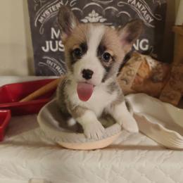 Nala - Sable female Pembroke Welsh Corgi puppy in Saint John, Washington from Fuzzbutt Farm's Corgis