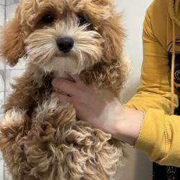 Havapoo Puppies from Havapoo Kennels