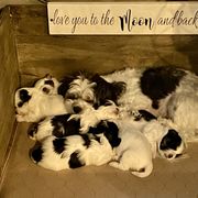 Mal-Shi Puppies from Kelli Hickman