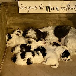 Mal-Shi Puppies from Kelli Hickman