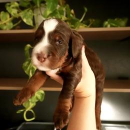 Colt - Tri-color male Bernedoodle puppy in Ammon, Idaho from Little Stone Bernedoodles