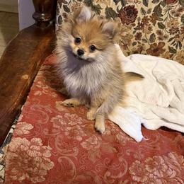 Pomeranian Puppies from Frank Sidders