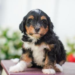Cove - Tri-color female Bernedoodle puppy in Dundee, Ohio from Down Home Doodle